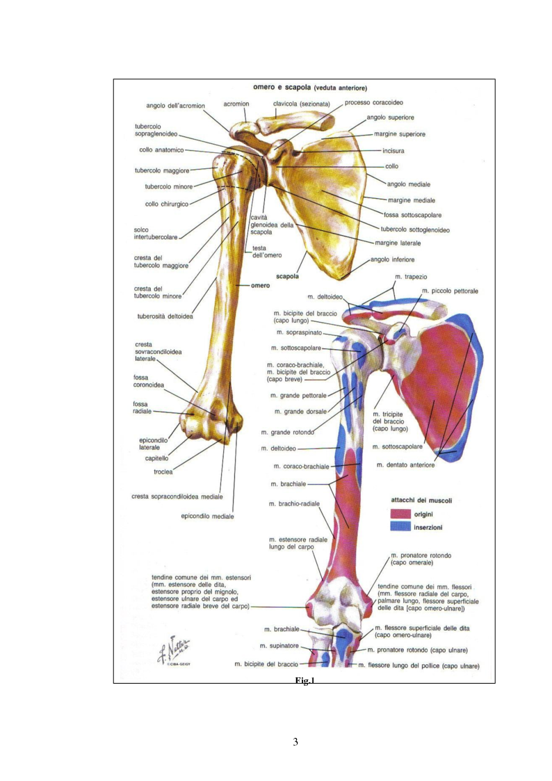 Anteprima della tesi: Trattamento fisico-strumentale e cinesiterapico della sindrome da impingement, Pagina 3