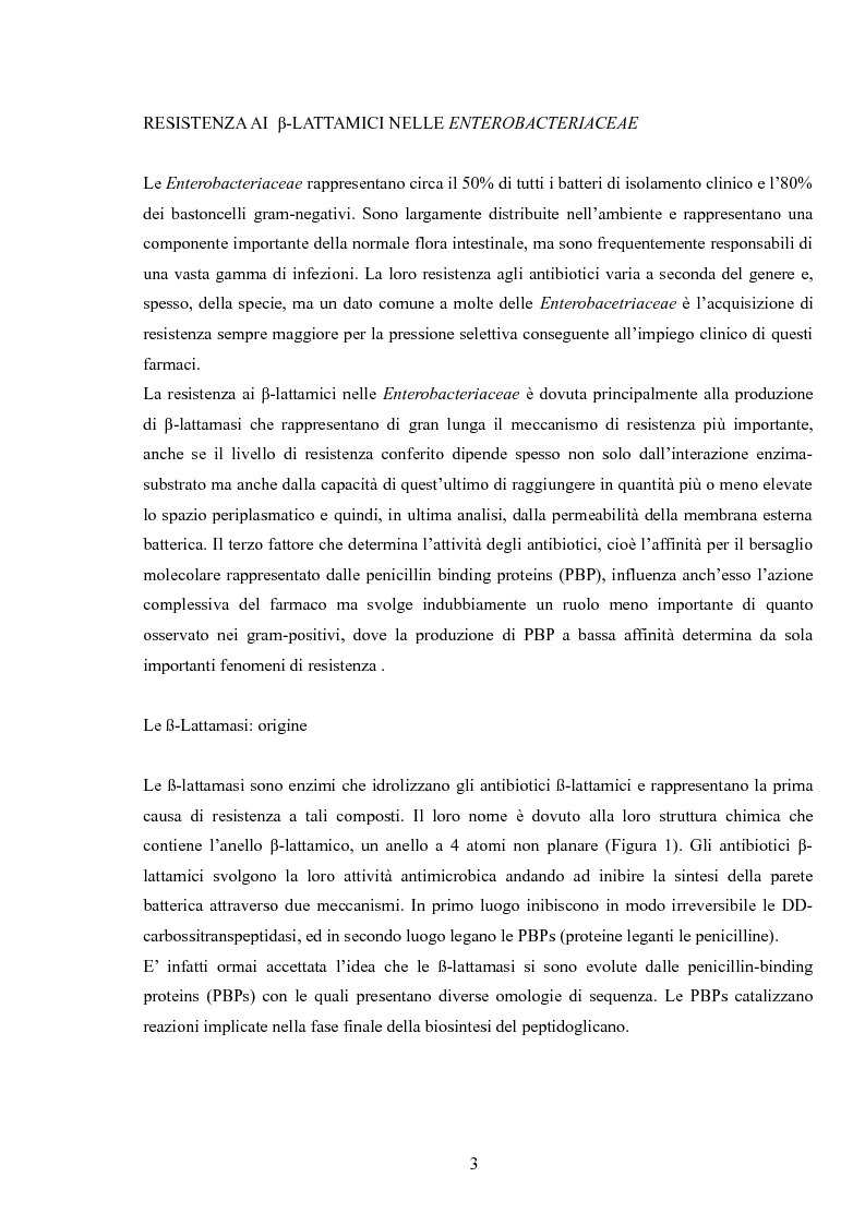 Anteprima della tesi: Le enterobacteriaceae produttrici di Esbl: studio sulla prevalenza di Esbl su isolati clinici nella U. O. di Medicina di laboratorio P. O. San Salvatore di L’Aquila, Pagina 2