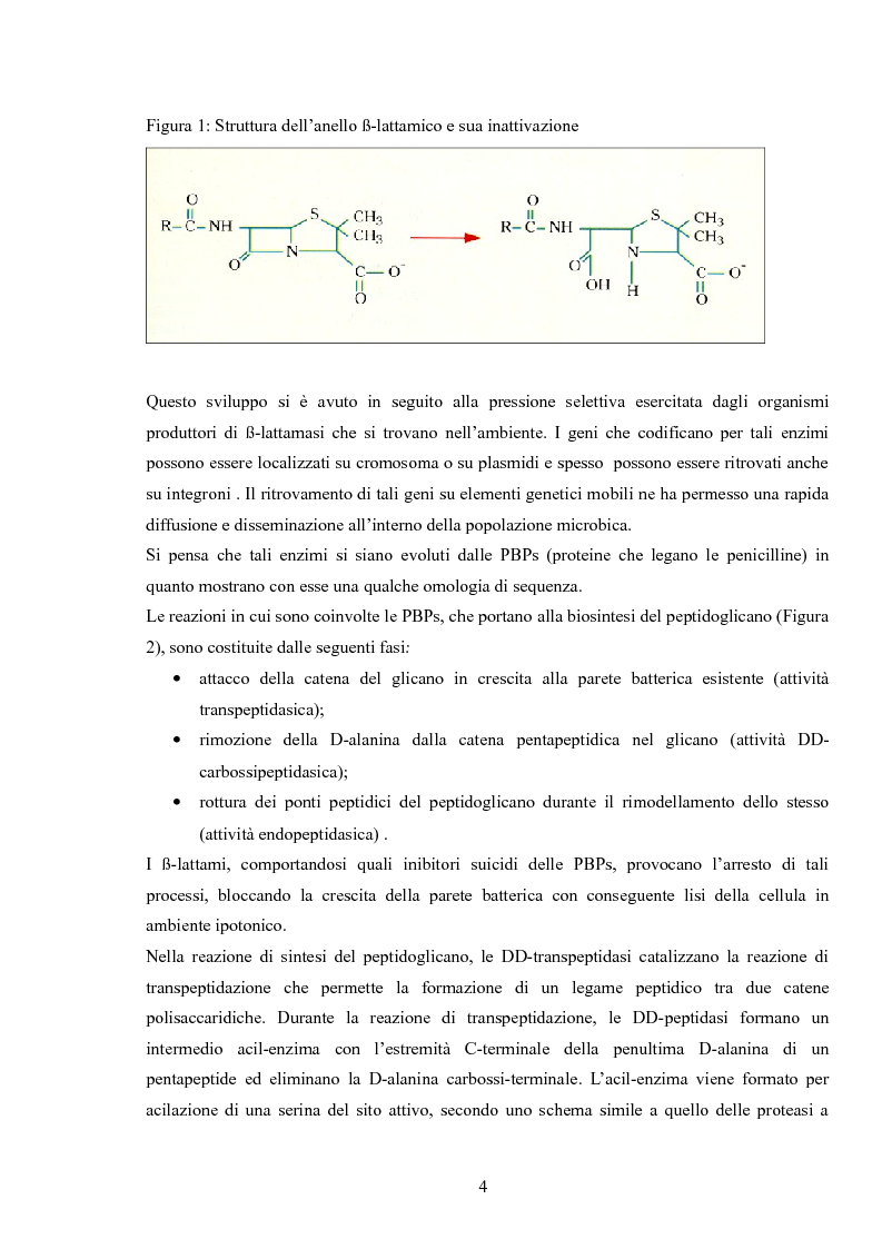 Anteprima della tesi: Le enterobacteriaceae produttrici di Esbl: studio sulla prevalenza di Esbl su isolati clinici nella U. O. di Medicina di laboratorio P. O. San Salvatore di L’Aquila, Pagina 3