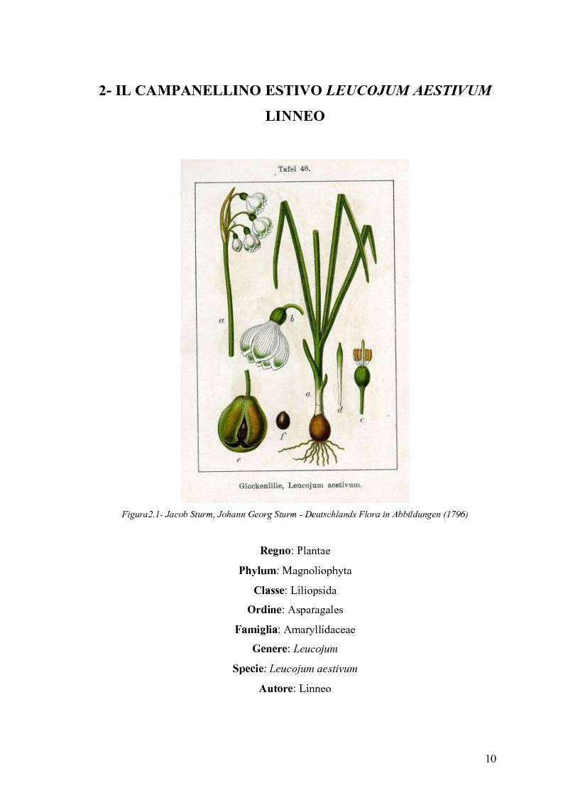 Anteprima della tesi: Dinamica di accrescimento di Leucojum aestivum L. in alcune sorgenti di terrazzo a Pavia, Pagina 10