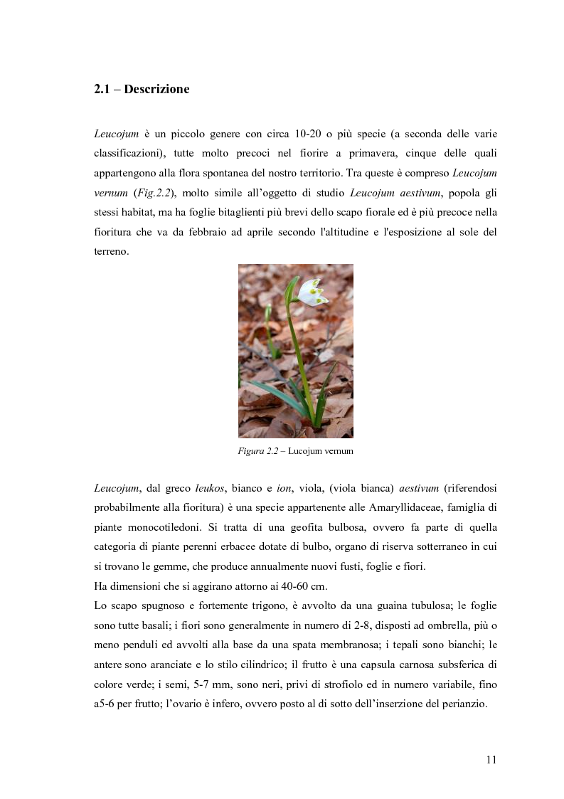 Anteprima della tesi: Dinamica di accrescimento di Leucojum aestivum L. in alcune sorgenti di terrazzo a Pavia, Pagina 11