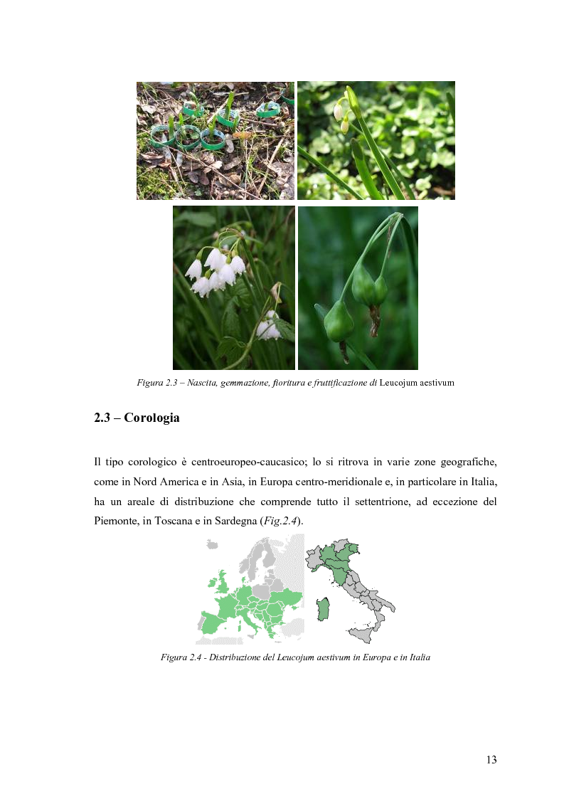Anteprima della tesi: Dinamica di accrescimento di Leucojum aestivum L. in alcune sorgenti di terrazzo a Pavia, Pagina 13