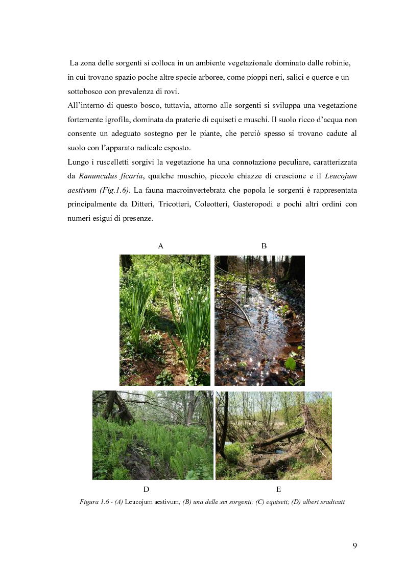 Anteprima della tesi: Dinamica di accrescimento di Leucojum aestivum L. in alcune sorgenti di terrazzo a Pavia, Pagina 9