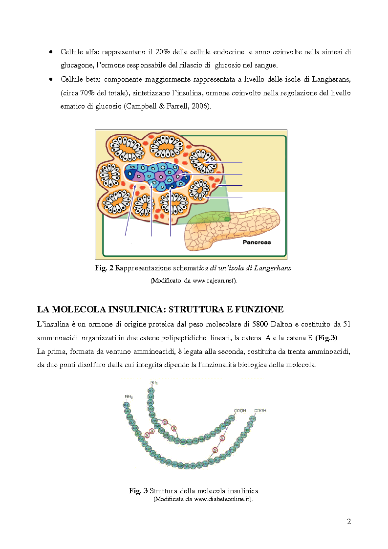 Anteprima della tesi: Studio della vitalità e della sopravvivenza cellulare in cellule beta pancreatiche immunoisolate in membrane di alginato, Pagina 3