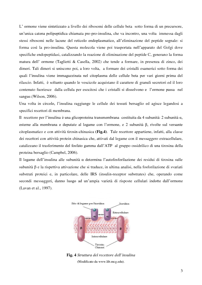 Anteprima della tesi: Studio della vitalità e della sopravvivenza cellulare in cellule beta pancreatiche immunoisolate in membrane di alginato, Pagina 4
