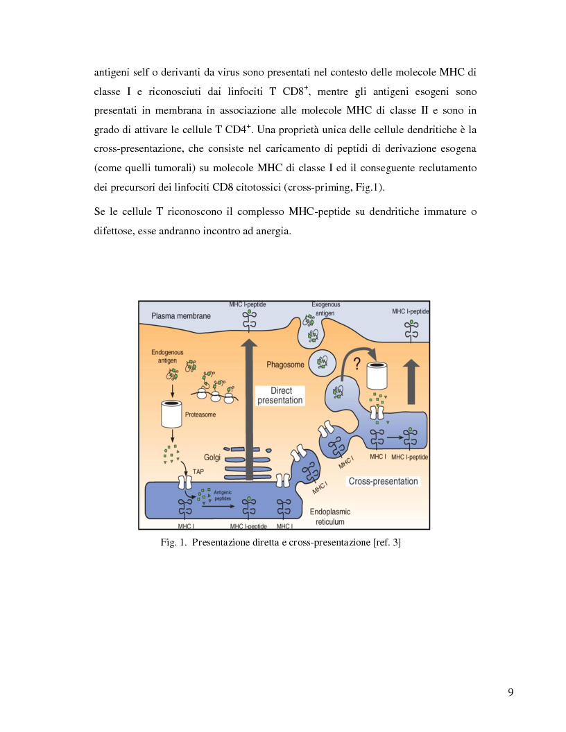 Anteprima della tesi: L'immunosoppressione tumorale nel carcinoma renale, Pagina 6