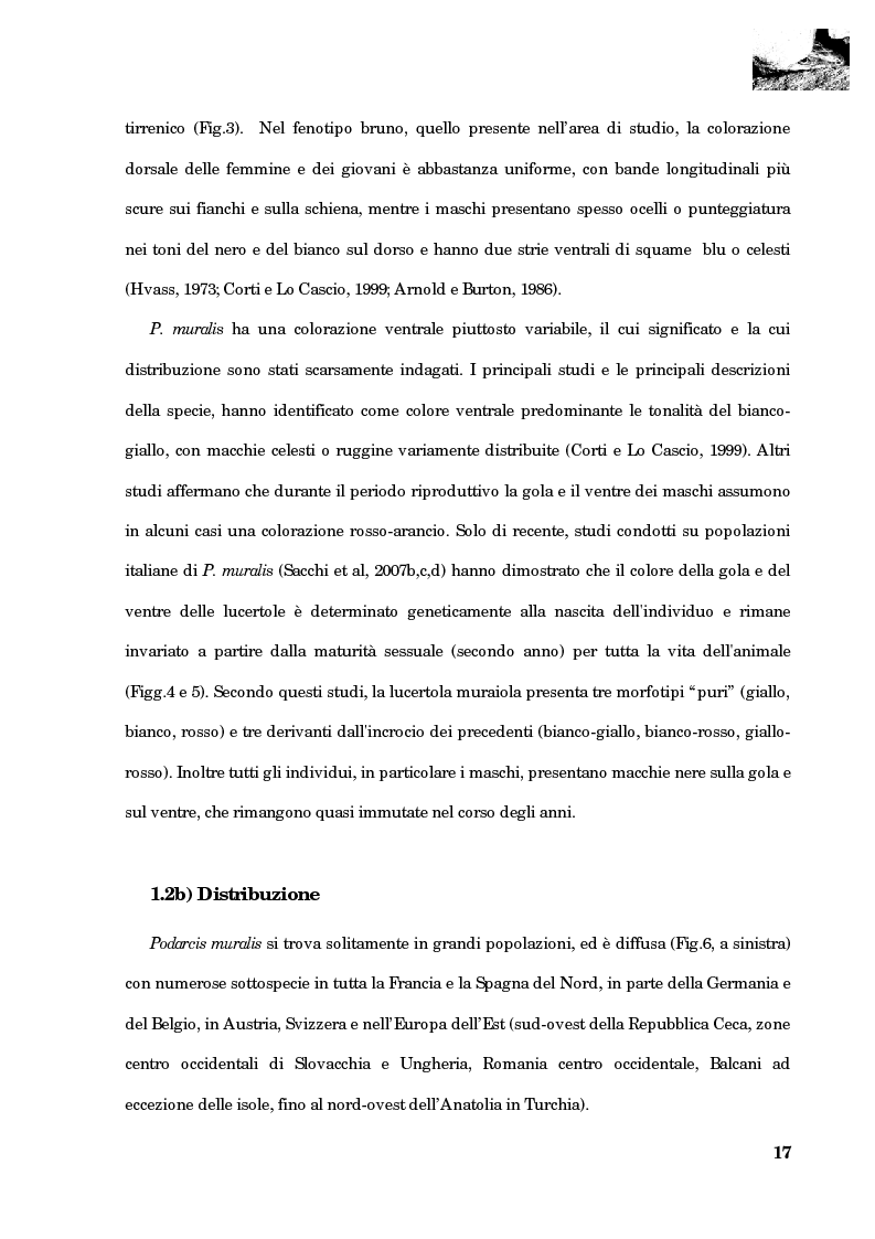 Estratto dalla tesi: Studio della segregazione spaziale in un sauro polimorfico