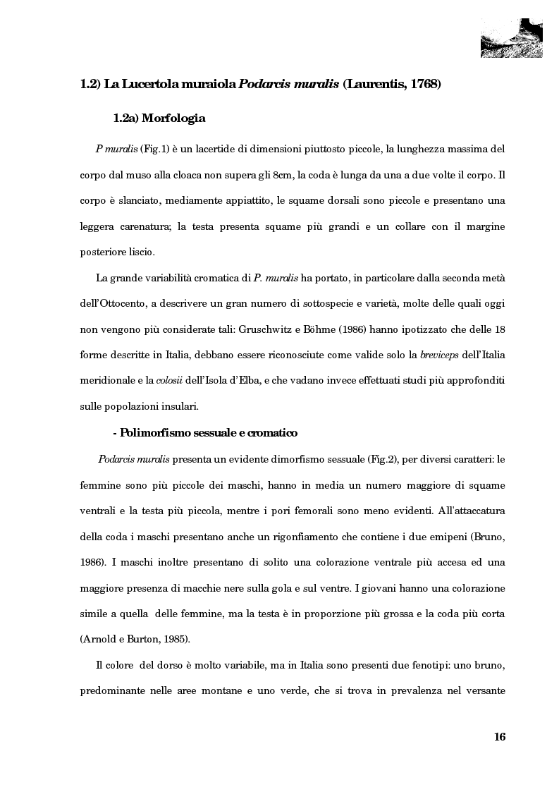 Anteprima della tesi: Studio della segregazione spaziale in un sauro polimorfico, Pagina 7