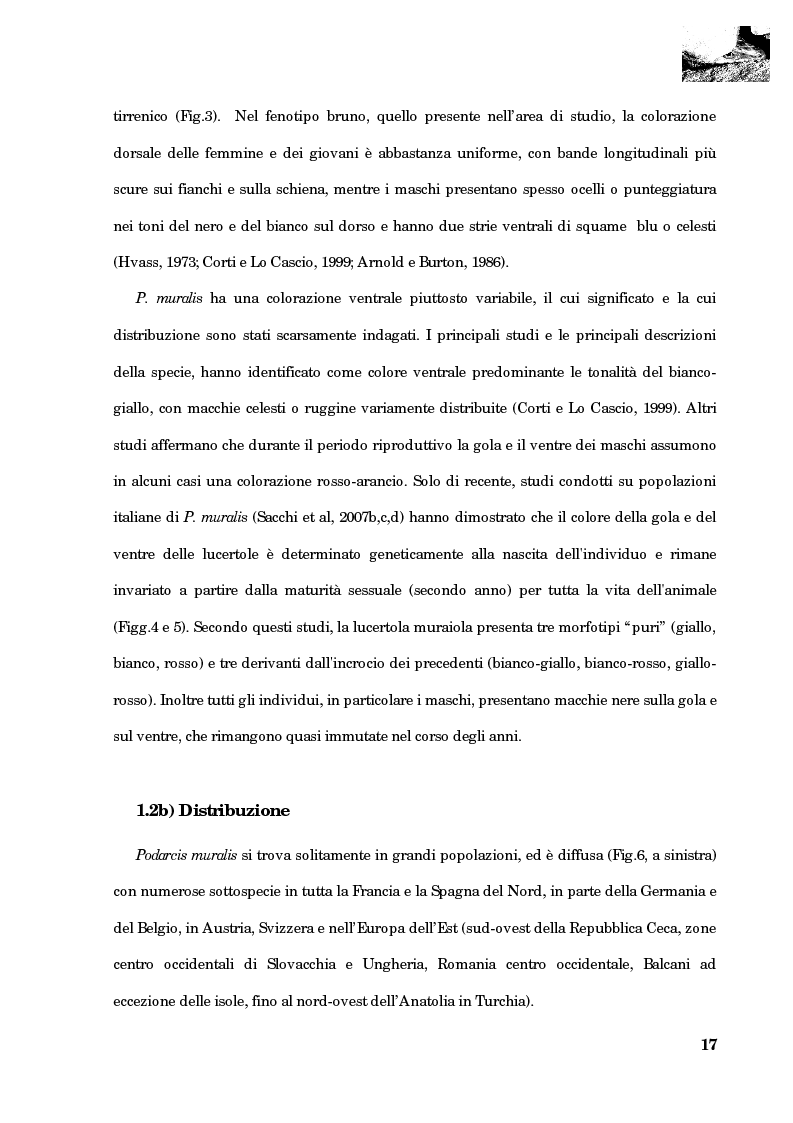 Anteprima della tesi: Studio della segregazione spaziale in un sauro polimorfico, Pagina 8