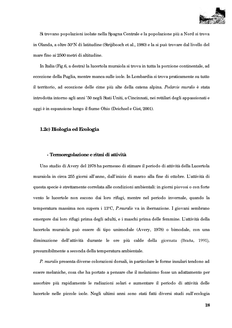 Anteprima della tesi: Studio della segregazione spaziale in un sauro polimorfico, Pagina 9