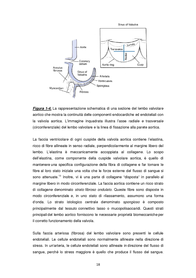 Anteprima della tesi: Nuove frontiere nella chirurgia sostitutiva della valvola aortica, Pagina 10