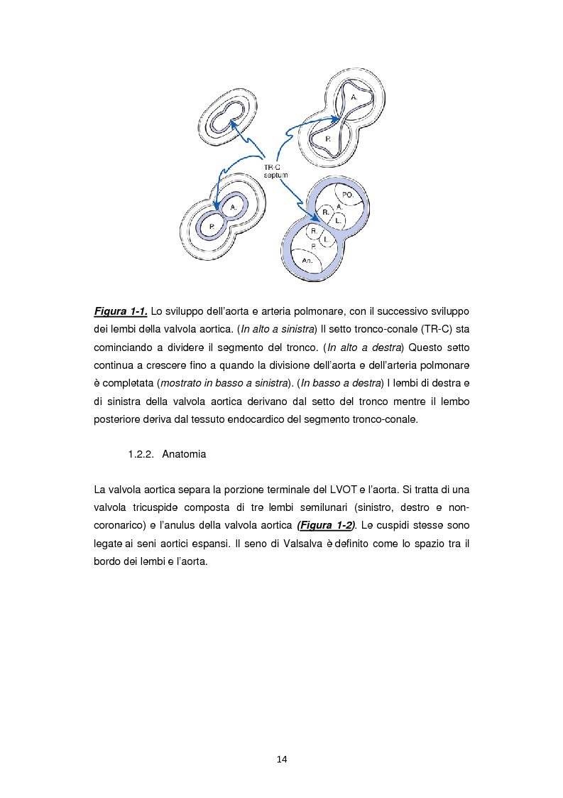 Anteprima della tesi: Nuove frontiere nella chirurgia sostitutiva della valvola aortica, Pagina 6