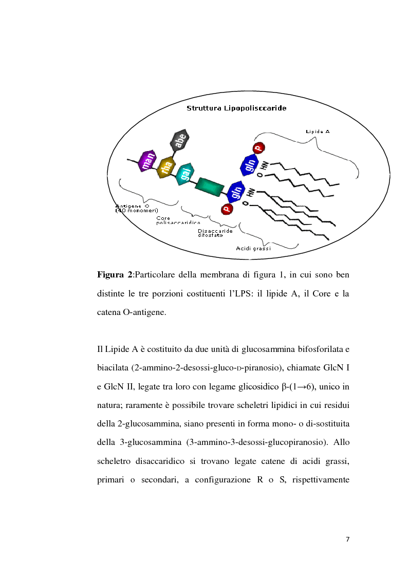 Anteprima della tesi: Sintesi di L-Arabino-eptos-5-ulosi da 5-spirogalattopiranosidi, Pagina 6