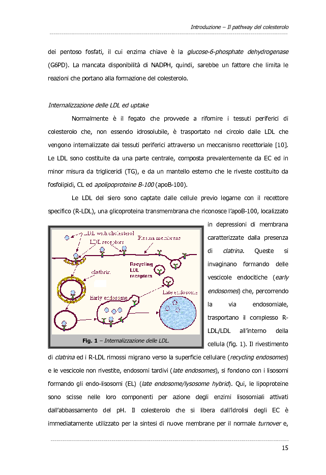 Anteprima della tesi: Dati preliminari sulle alterazioni del colesterolo intracellulare nella malattia Alzheimer mediante metodi di imaging, Pagina 7