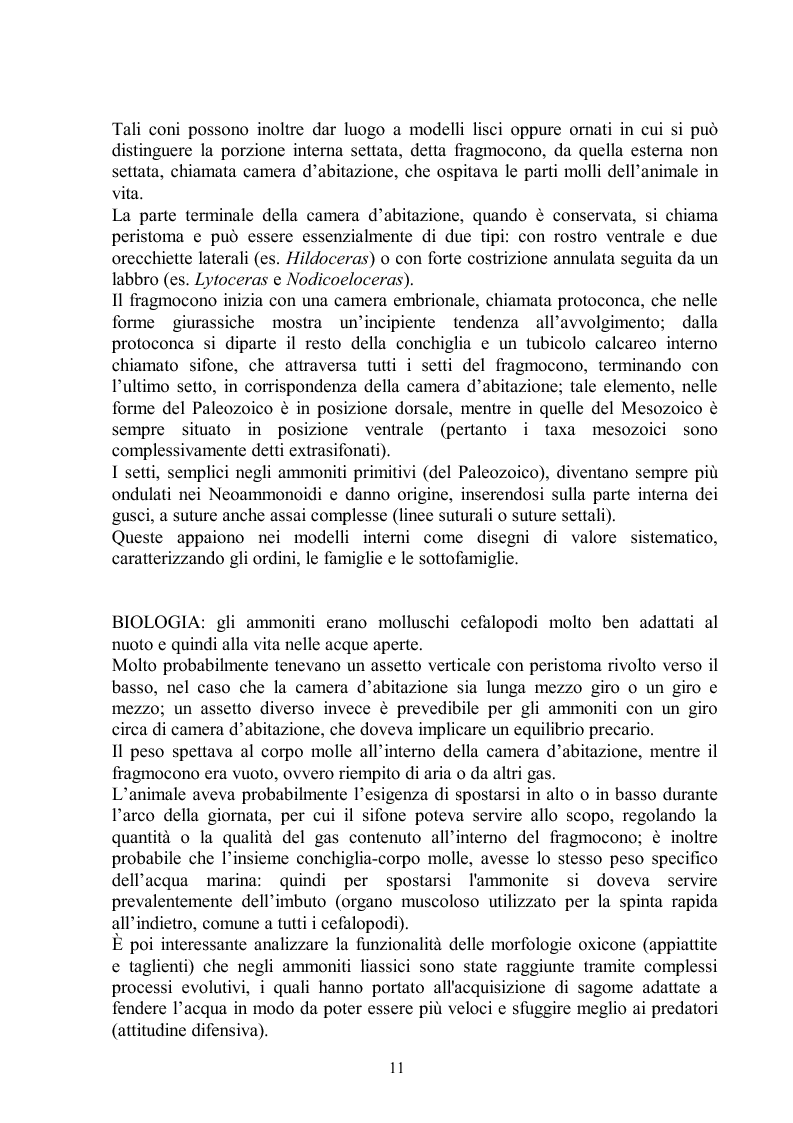 Estratto dalla tesi: Gli ammoniti (Mollusca Cephalopoda) dell'appennino umbro-marchigiano della Collezione Bonucci