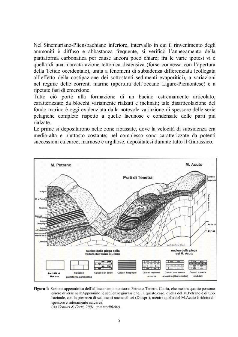 Anteprima della tesi: Gli ammoniti (Mollusca Cephalopoda) dell'appennino umbro-marchigiano della Collezione Bonucci, Pagina 5