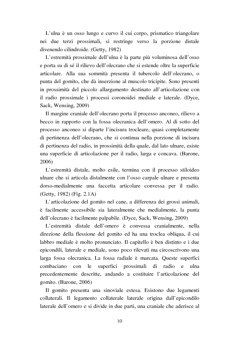 Anteprima della tesi: Aggiornamenti sulle deviazioni angolari dell'arto anteriore del cane, Pagina 6