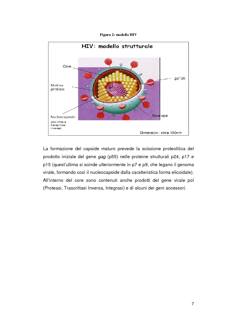 Anteprima della tesi: Tecnologie diagnostiche della sieropositività per HIV in immunometria e biologia molecolare, Pagina 4