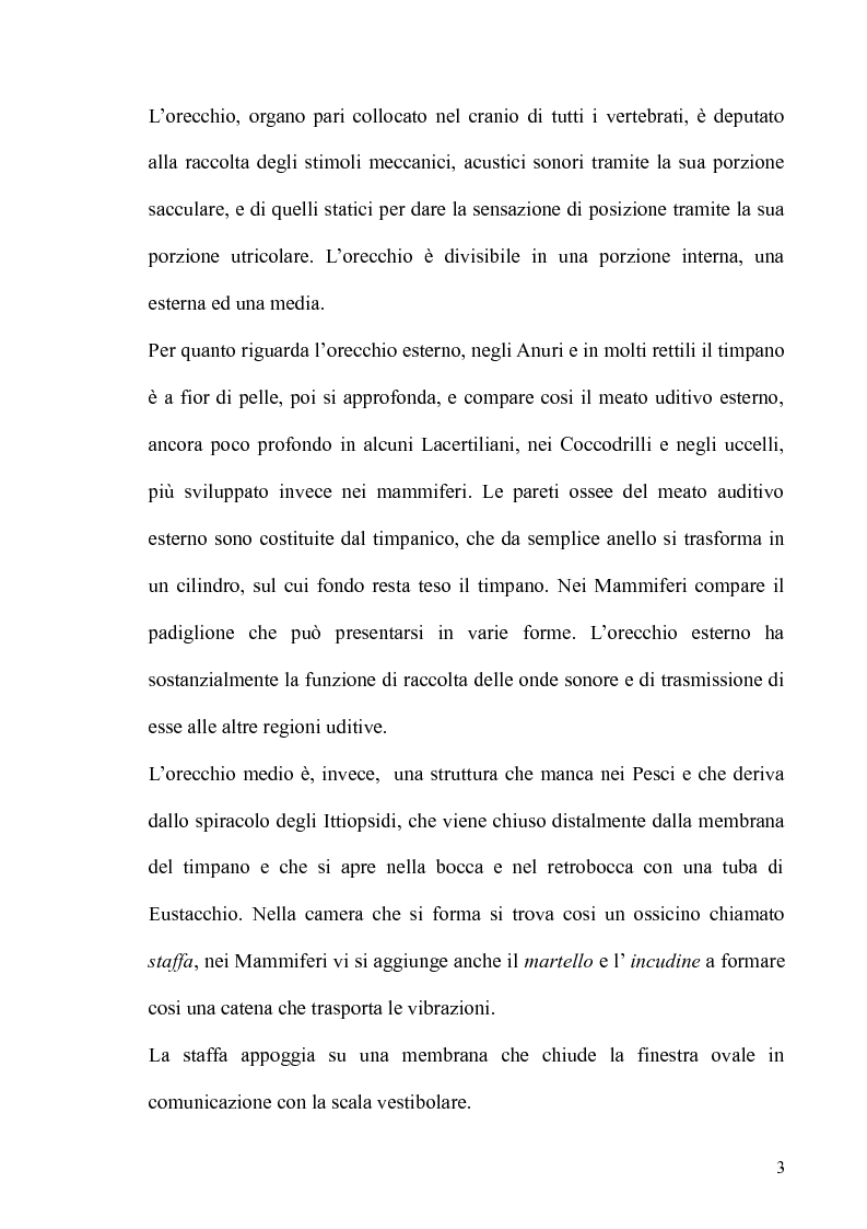 Anteprima della tesi: Effetti della gentamicina e del sodio salicilato sull'epitelio sensoriale della papilla basilaris in podarcis sicula, Pagina 3