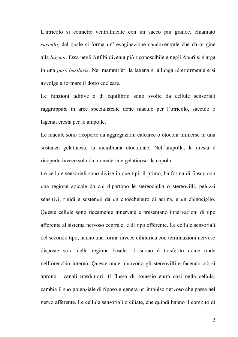 Anteprima della tesi: Effetti della gentamicina e del sodio salicilato sull'epitelio sensoriale della papilla basilaris in podarcis sicula, Pagina 5