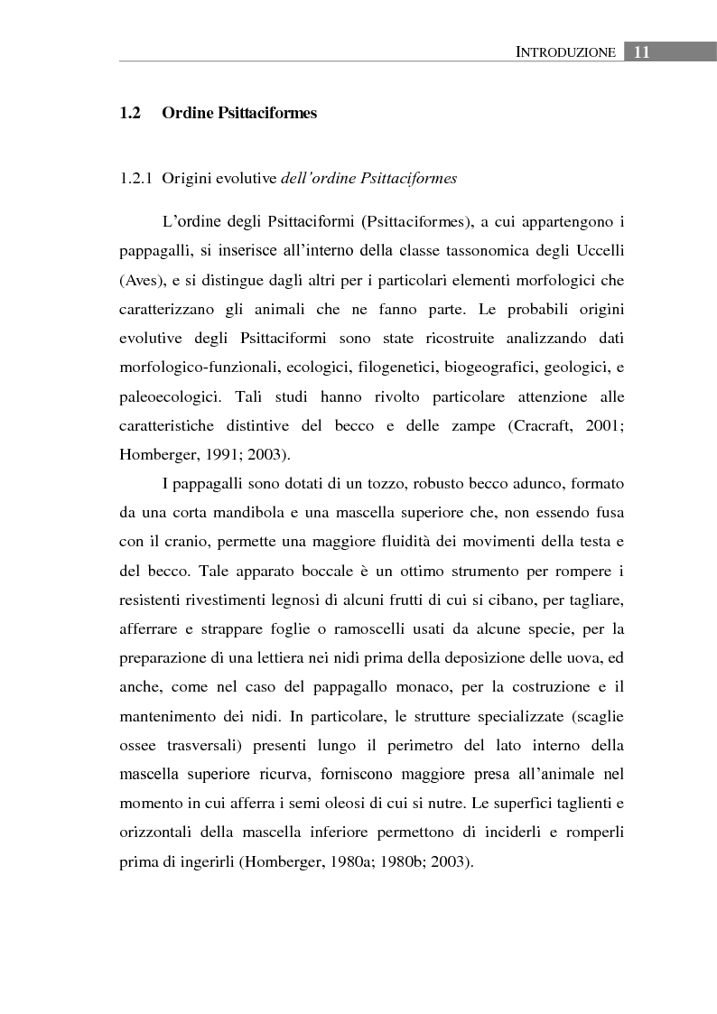 Anteprima della tesi: Aspetti biologici, ecologici e comportamentali di una specie ornitica alloctona: il Parrocchetto monaco (Myiopsitta monachus) a Roma, Pagina 7