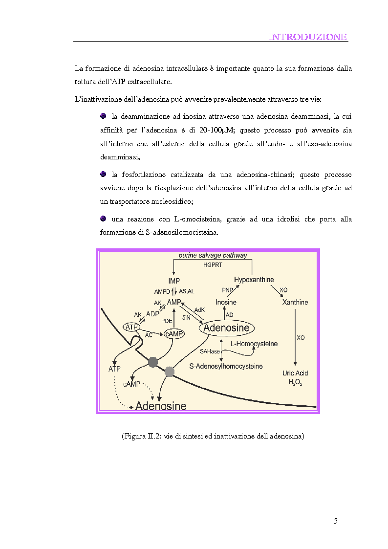 Anteprima della tesi: Composti a struttura 2 fenilftalazinonica: nuovi antagonisti del recettore A3 dell'adenosina, Pagina 5