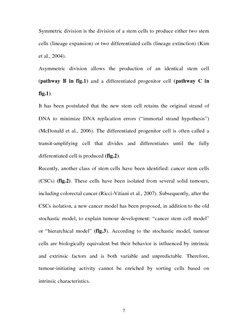 Anteprima della tesi: Characterization of proteins involved in intracellular pathways distinctive for colon cancer stem cells, Pagina 3