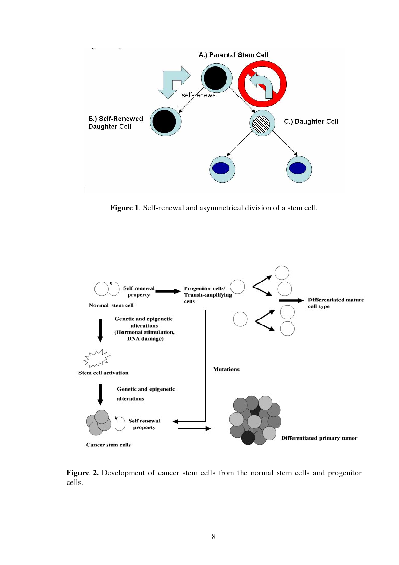 Anteprima della tesi: Characterization of proteins involved in intracellular pathways distinctive for colon cancer stem cells, Pagina 4