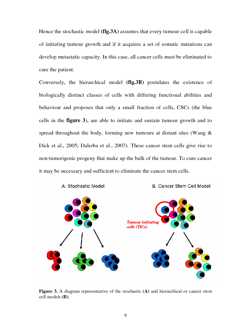 Anteprima della tesi: Characterization of proteins involved in intracellular pathways distinctive for colon cancer stem cells, Pagina 5