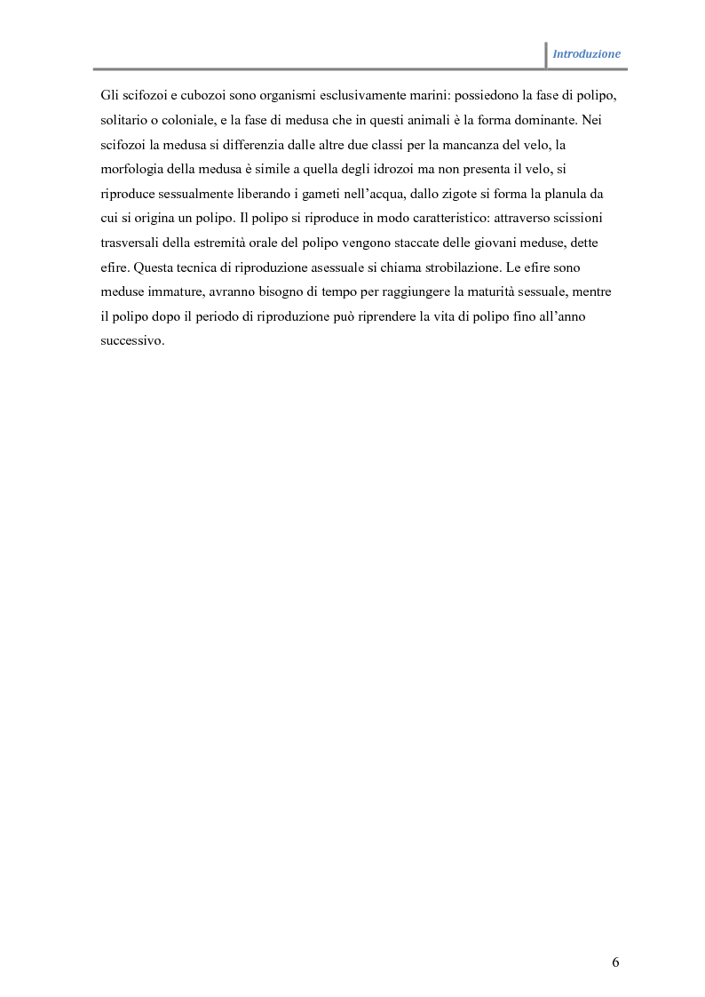 Anteprima della tesi: Effetti dell'acido retinoico sullo sviluppo del sistema nervoso degli idroidi, Pagina 7
