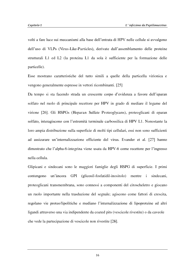 Anteprima della tesi: Infezione da Human Papillomavirus (HPV) in soggetti positivi per HIV-1, Pagina 12