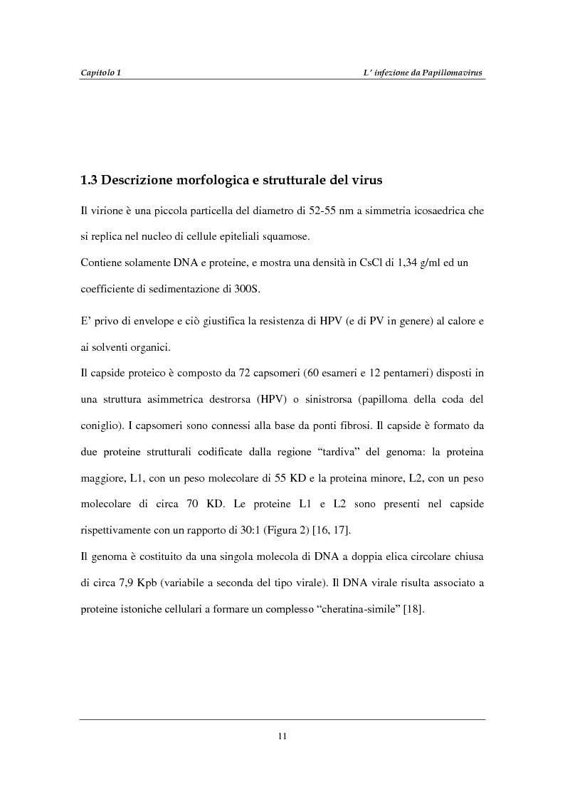 Anteprima della tesi: Infezione da Human Papillomavirus (HPV) in soggetti positivi per HIV-1, Pagina 7