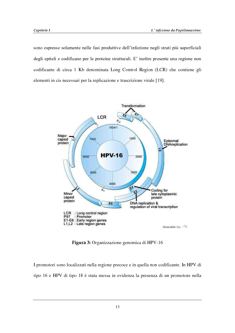 Anteprima della tesi: Infezione da Human Papillomavirus (HPV) in soggetti positivi per HIV-1, Pagina 9