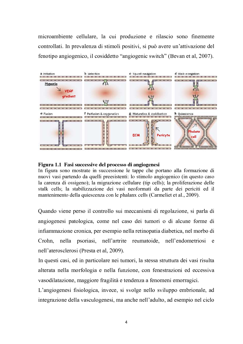 Anteprima della tesi: Effetto del peptide Tat-BH4 sulla produzione di FGF2 in cellule endoteliali esposte a beta-amiloide, Pagina 3