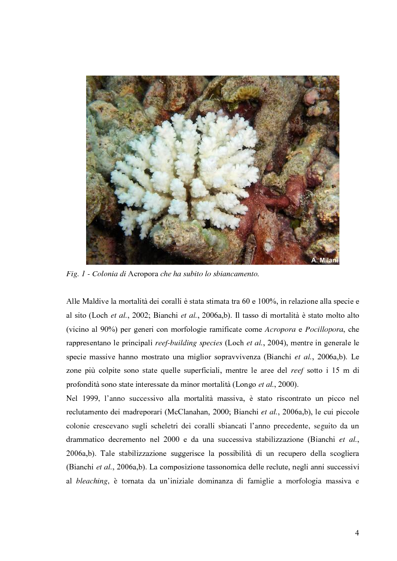 Anteprima della tesi: Recruitment and juvenile community structure of stony corals in the Maldives: spatio-temporal variations and importance of the size of the sample unit, Pagina 3