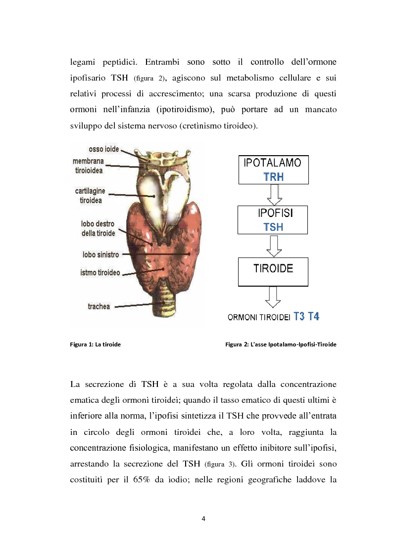 Anteprima della tesi: Screening delle patologie tiroidee nel territorio Sannita-Irpino e monitoraggio del loro decorso, Pagina 3