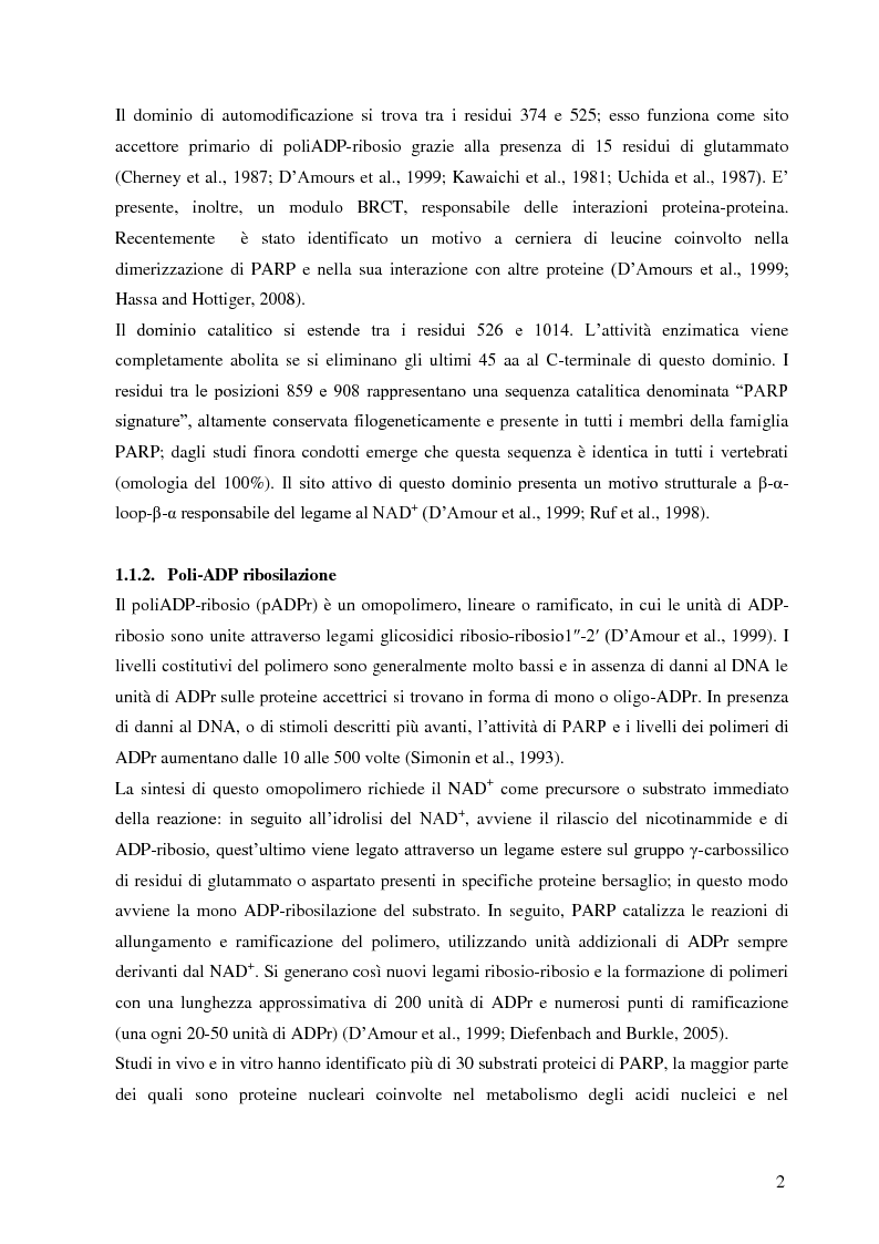 Anteprima della tesi: Meccanismi di immuno-regolazione: PARP-1 svolge ruoli opposti nel differenziamento delle cellule Th2 e T regolatorie, Pagina 3