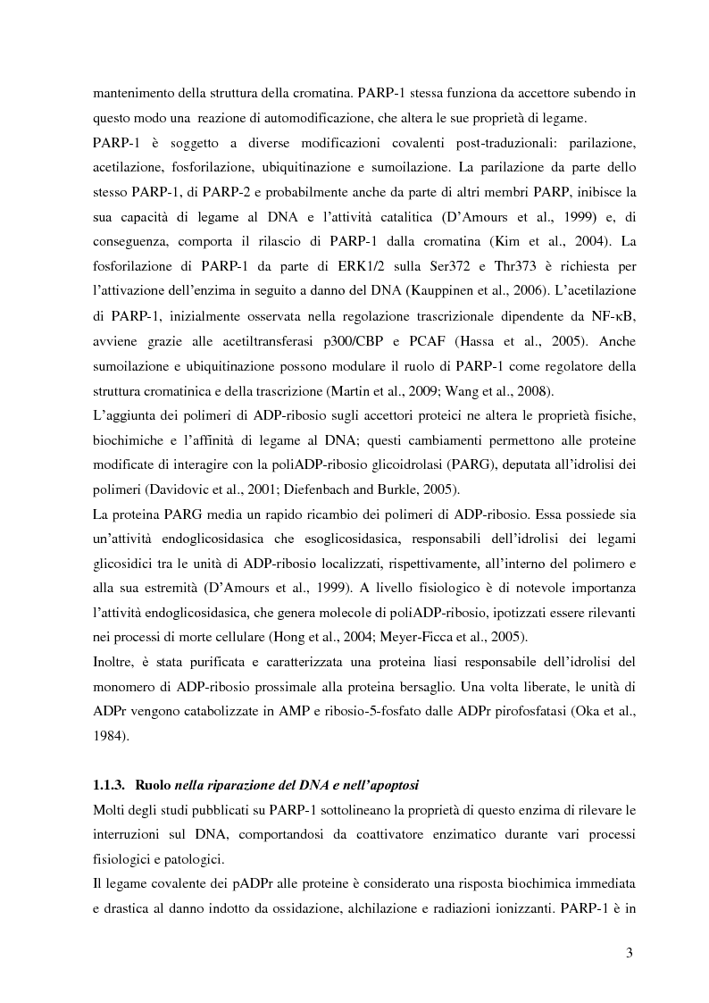 Anteprima della tesi: Meccanismi di immuno-regolazione: PARP-1 svolge ruoli opposti nel differenziamento delle cellule Th2 e T regolatorie, Pagina 4