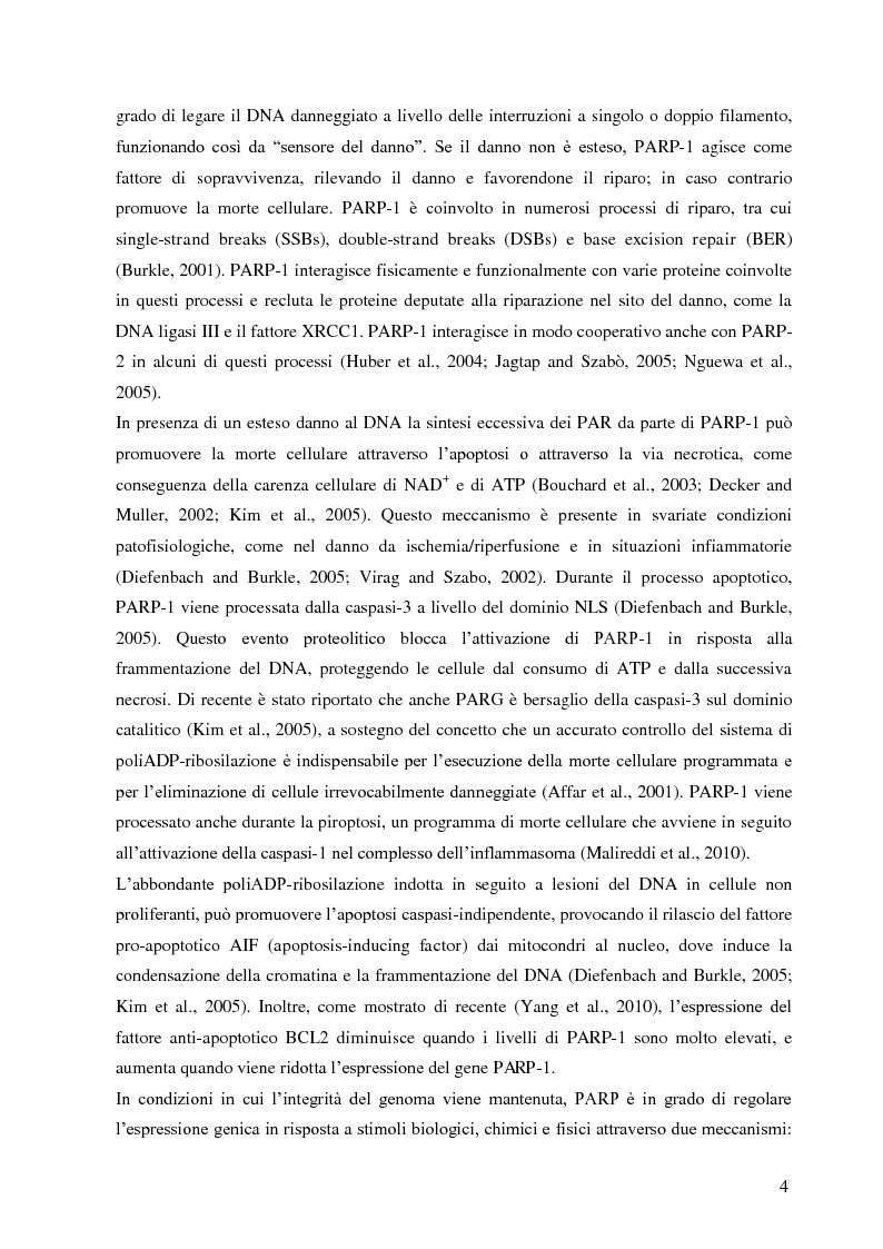 Anteprima della tesi: Meccanismi di immuno-regolazione: PARP-1 svolge ruoli opposti nel differenziamento delle cellule Th2 e T regolatorie, Pagina 5
