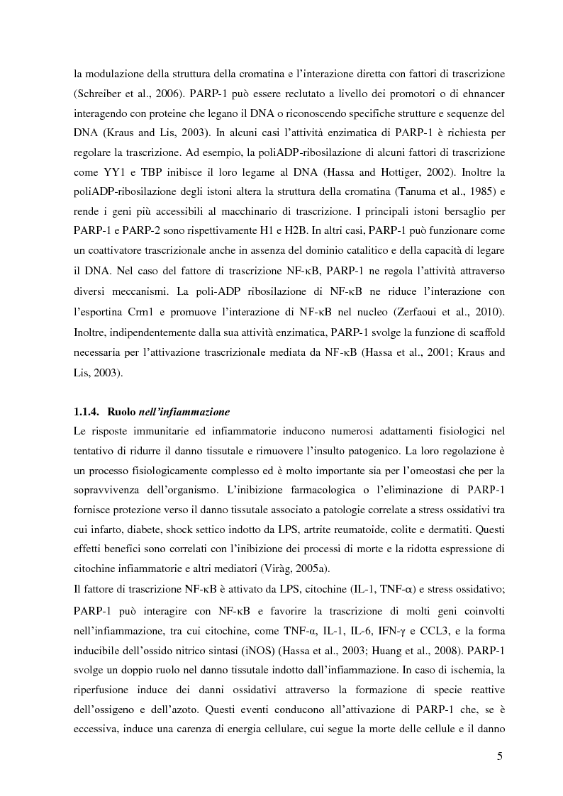 Anteprima della tesi: Meccanismi di immuno-regolazione: PARP-1 svolge ruoli opposti nel differenziamento delle cellule Th2 e T regolatorie, Pagina 6