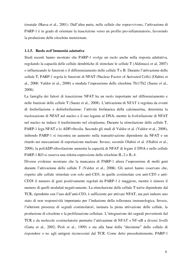 Anteprima della tesi: Meccanismi di immuno-regolazione: PARP-1 svolge ruoli opposti nel differenziamento delle cellule Th2 e T regolatorie, Pagina 7