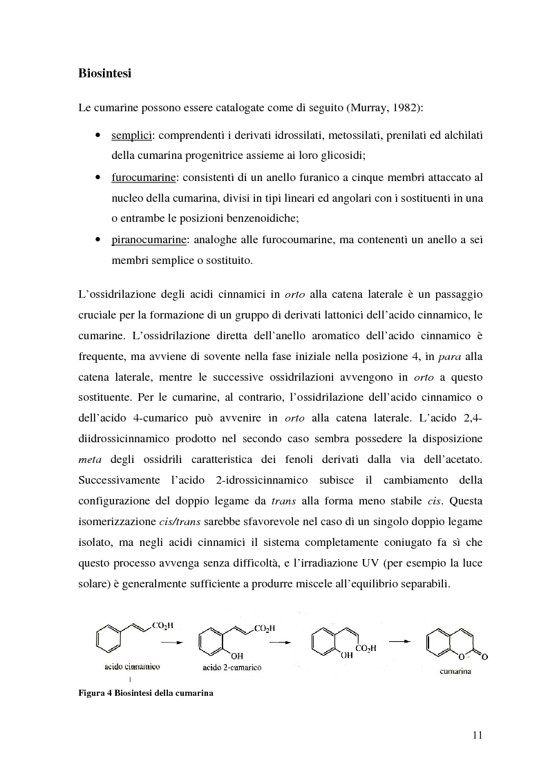 Anteprima della tesi: Attività antifungina di derivati cumarinici estratti da Magydaris pastinacea nei confronti di Candida albicans, Pagina 6