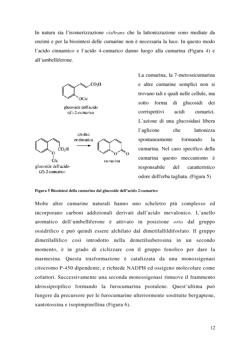 Anteprima della tesi: Attività antifungina di derivati cumarinici estratti da Magydaris pastinacea nei confronti di Candida albicans, Pagina 7