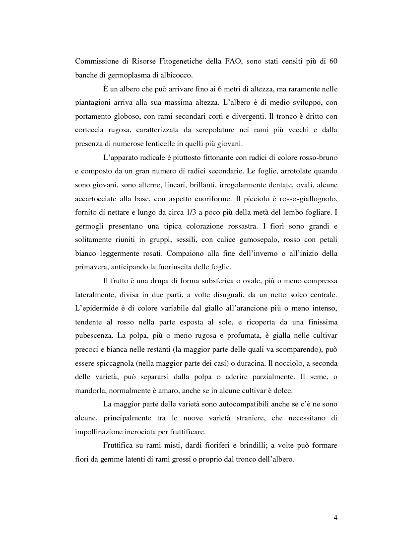 Anteprima della tesi: Comportamento vegeto-produttivo di diverse varietà di albicocco e nashi in Andalusia, Pagina 5