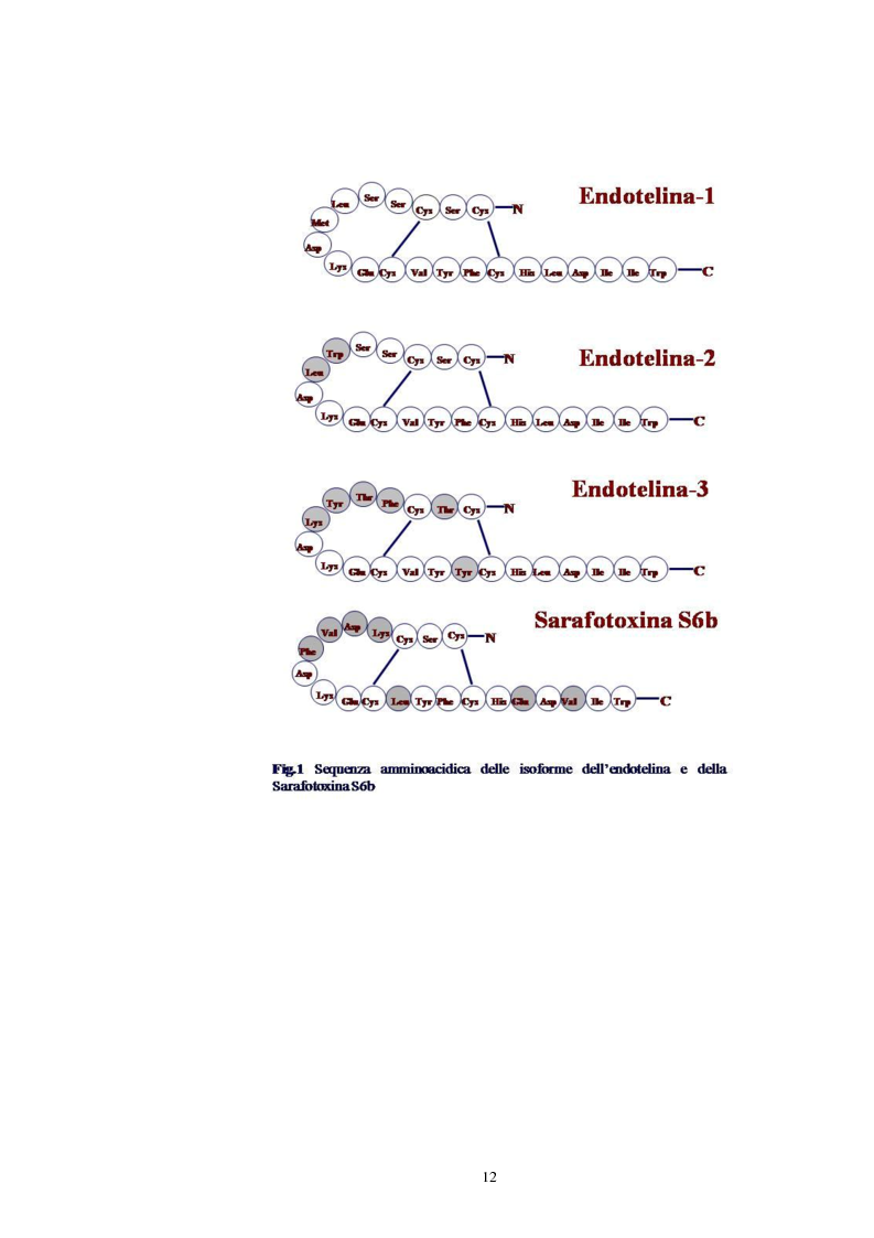 Anteprima della tesi: Endotelina e invecchiamento: caratterizzazione dei recettori cardiaci dell’endotelina in funzione dell’età in un modello sperimentale animale, Pagina 4