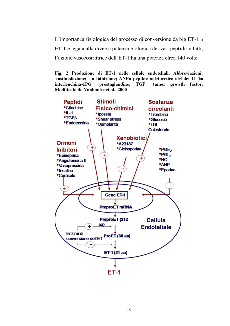 Anteprima della tesi: Endotelina e invecchiamento: caratterizzazione dei recettori cardiaci dell’endotelina in funzione dell’età in un modello sperimentale animale, Pagina 7