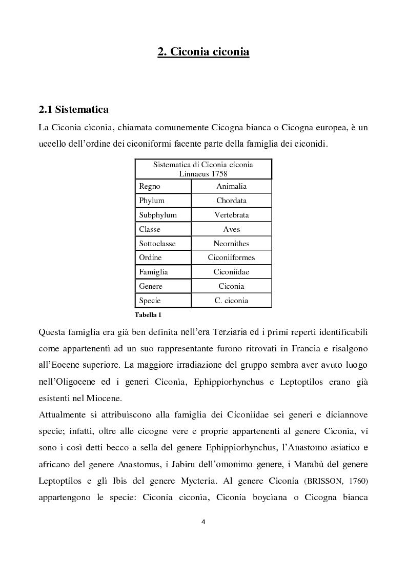 Anteprima della tesi: Migrazione della Cicogna bianca (Ciconia ciconia, Linnaeus 1758) e nidificazione in Italia, Pagina 3