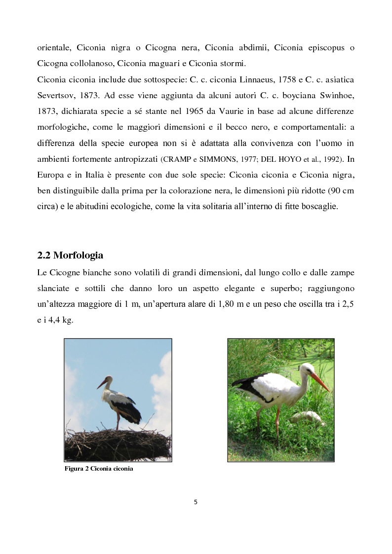 Anteprima della tesi: Migrazione della Cicogna bianca (Ciconia ciconia, Linnaeus 1758) e nidificazione in Italia, Pagina 4