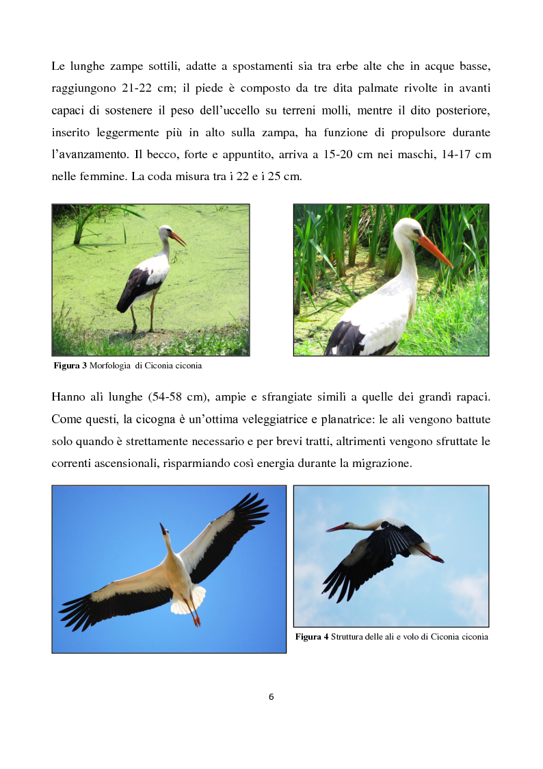 Anteprima della tesi: Migrazione della Cicogna bianca (Ciconia ciconia, Linnaeus 1758) e nidificazione in Italia, Pagina 5