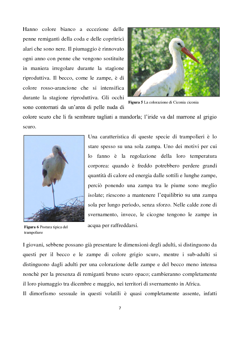 Anteprima della tesi: Migrazione della Cicogna bianca (Ciconia ciconia, Linnaeus 1758) e nidificazione in Italia, Pagina 6